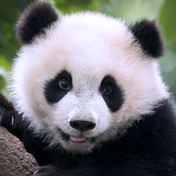 The Panda 图标
